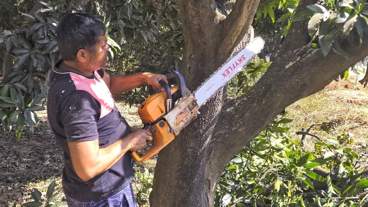 Gasoline Chainsaw pgcs 22 cutting mango trees for rejuvenation | Tree Rejuvenation work by chainsaw