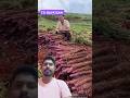 रतालू की फार्मिंग से करोड़ों कमाते हैं किसान #yam #farming #shorts #cgnavkisan #ratalu