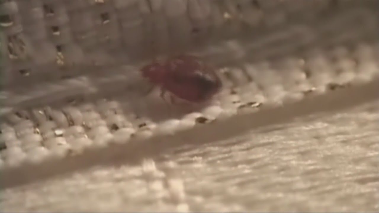 First responders at risk as bed bug infestations increase