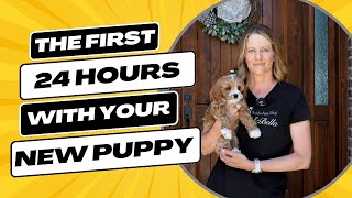 Your New Puppy's First Day: Essential Guide to a Smooth Transition