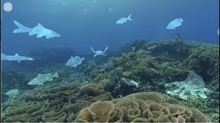 VR 360: Protecting Tanzania&#39;s Reefs | WCS