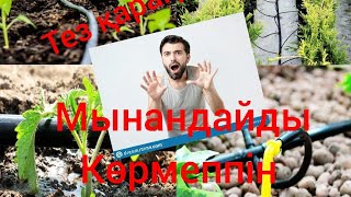 ЖЕМІС АҒАШТАРЫН ҚАЛАЙ ДҰРЫС СУҒАРУ КЕРЕК