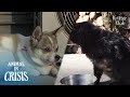 Black Stray Cat With Crushed Leg Acts Charming To Survive The Cold | Animal in Crisis Ep 304