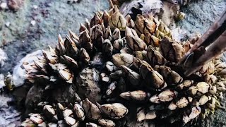 Barnacles cleanup - satisfying (Episode  506)