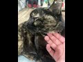 #memes #catmeme #funny
