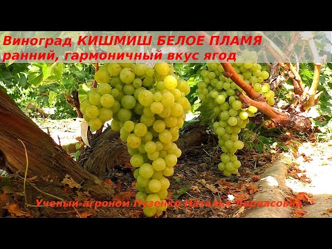 Виноград КИШМИШ БЕЛОЕ ПЛАМЯ- грозди крупные, ранний, сладкий кишмиш без рудиментов и косточек