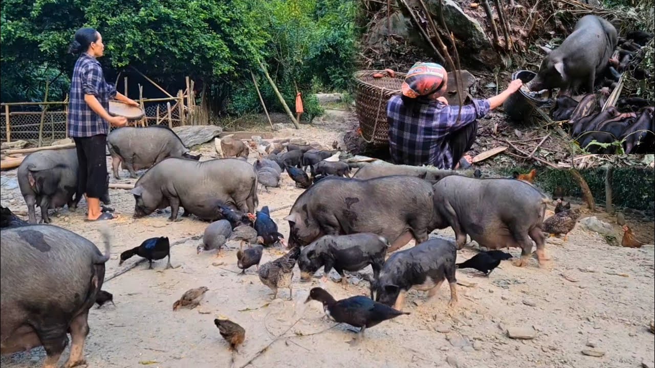 Take care of the pigs, feed them daily, and light a fire to keep them warm in the winter.