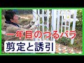 生育状況はマチマチ 【3本】■一年目のつるバラの剪定と誘引