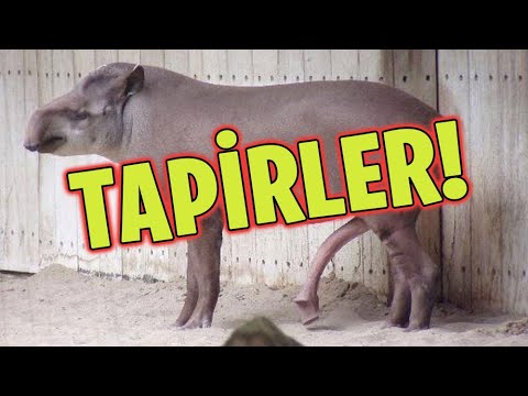 Video: Tapirler Nerede Bulunur