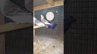 Penguin Zebra Finch Breeding Process Say Mashallah Please Subscribe My Channel