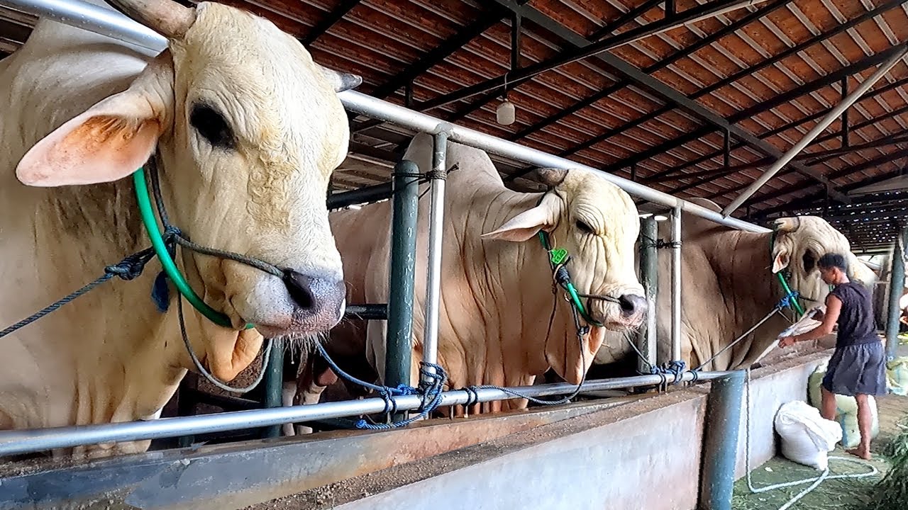 Setup Sapi Ternyata Sapi Sapi Juara Ngumpul Di Kandang Ini 40 Ekor Lebih Sapi 1 ...