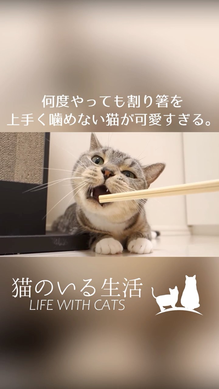 Life with Cats - YouTube