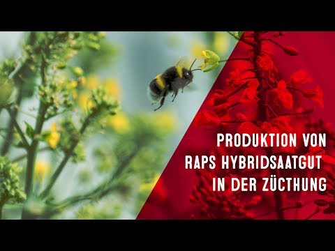 Video: Wie wird Hydrid hergestellt?