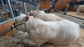 Sydney Royal Easter Show Cattle Pavilion by aussiebuzz 365 views 9 days ago 9 seconds