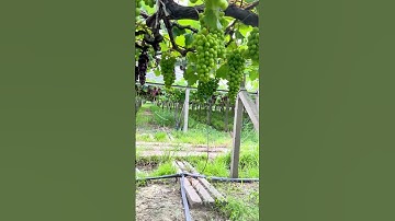 Are grapes sweet or not? 🍇 Grape Picking #FirstPerspective #Immersive Experience