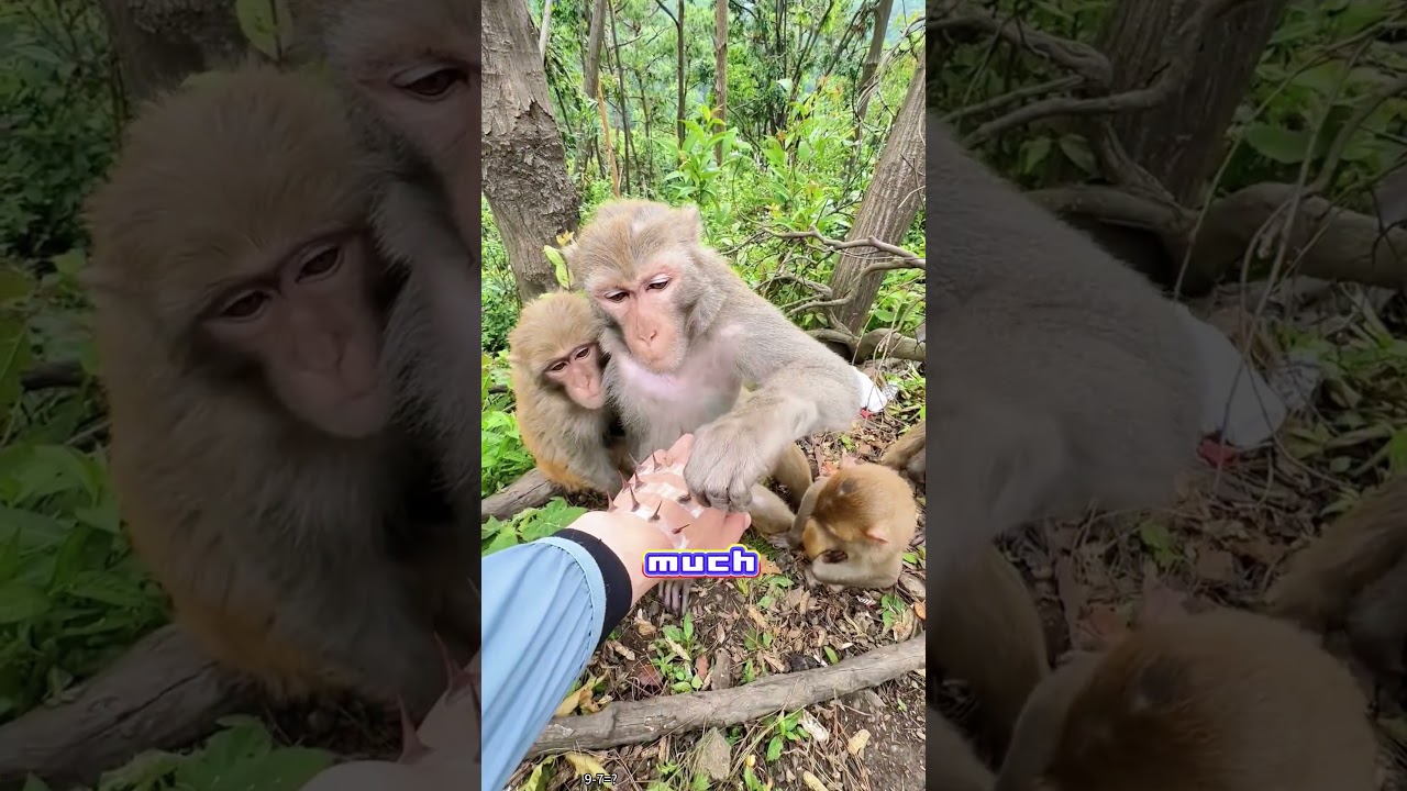 Monkey Helps Injured Human and Introduces Family 😂🐒#funny #comedy #lol #humor #hilarious