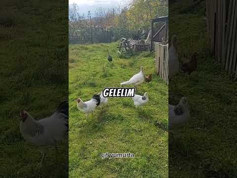 50 TAVUK NE