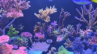 Simple ULNS SPS reef tank - Zeovit color II