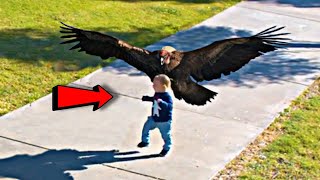 حقائق مذهلة عن نسور الكوندور، أضخم الطيور المحلقة في العالم !!