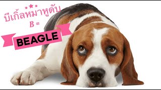บีเกิ้ลหมาหูดับ B=Beagle