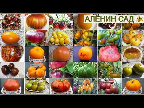 Βίντεο: Eco Tomato, συλλεκτικοί σπόροι ντομάτας
