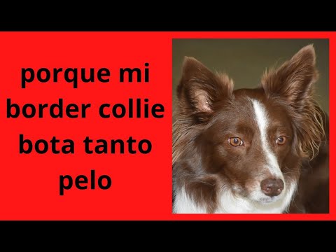 Video: Teie Border Collie'i unistuste puhkus