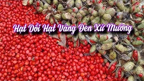 Hạt Dổi Vàng Đen Của Xứ Mường Hòa Bình