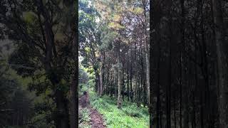 Walking Through the Pine Forest 🌲 #nature #hiking #forest