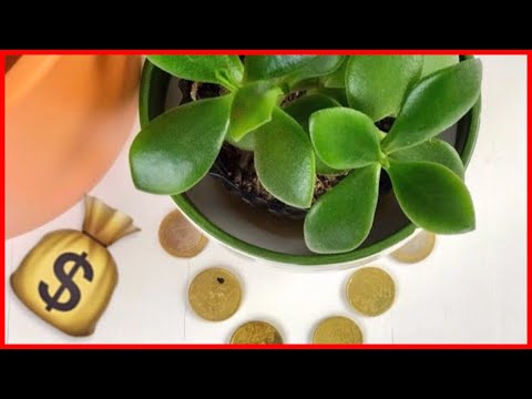 Video: Crassula Sukkulentlərinə Qulluq - Crassula Qırmızı Paqoda Bitki yetişdirmək üçün məsləhətlər