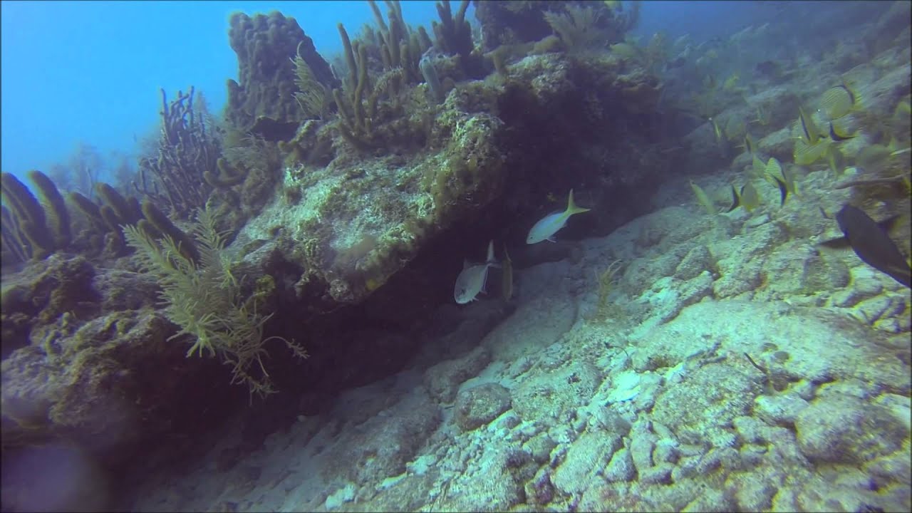 Scuba Diving on Molasses Reef, Key Largo, FL Aquarium & North Star
