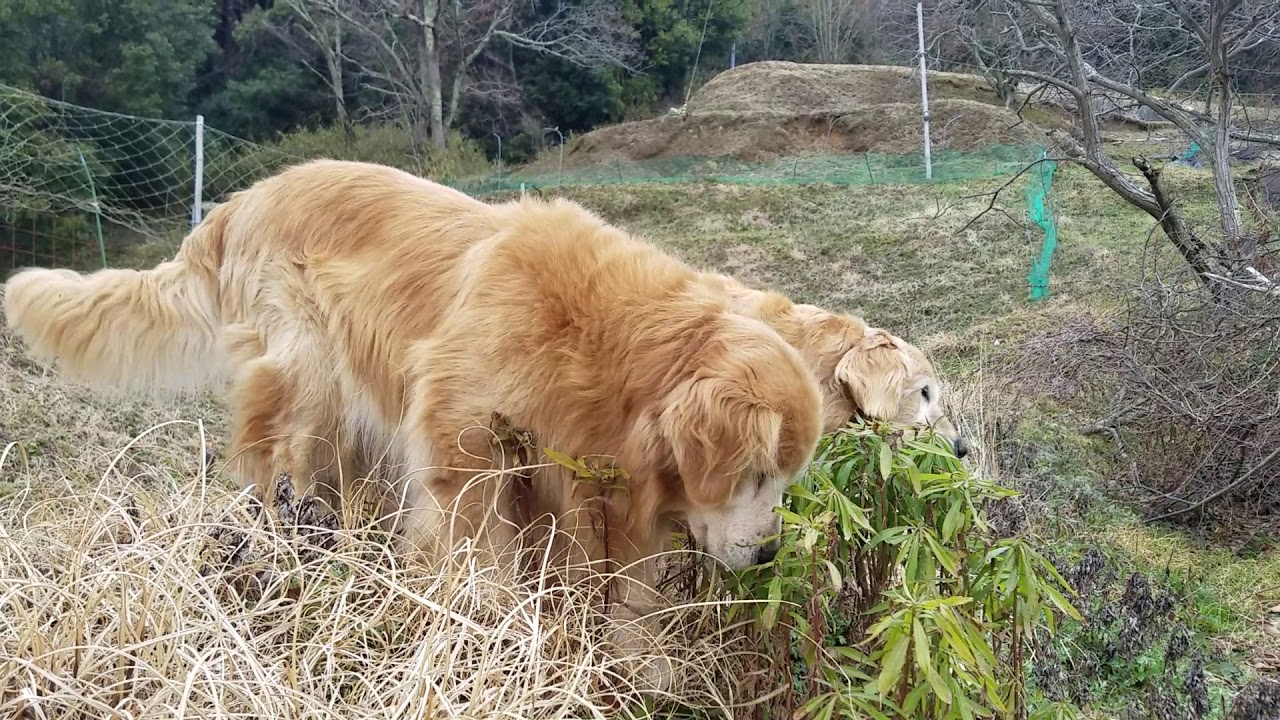 癒し動画 うさぎ Golden retriever looking for food even on a walk slowly