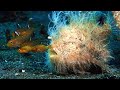 Frogfish Feeding and Behavior