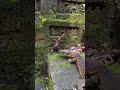 Scorpion vs Lizard #snakevideo #shorts #ytshorts #youtubeshorts #trending #reels #viralshorts