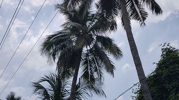 #dangerous A Coconut Tree which Falling Coconuts Over Road Traffic