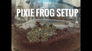 This Is How I Setup My Baby Pixie Frog Enclosure!!