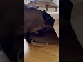 I Looked Away For One Second… And This Happened