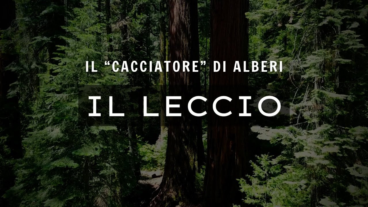 RICONOSCERE GLI ALBERI - IL LECCIO (Quercus Ilex)