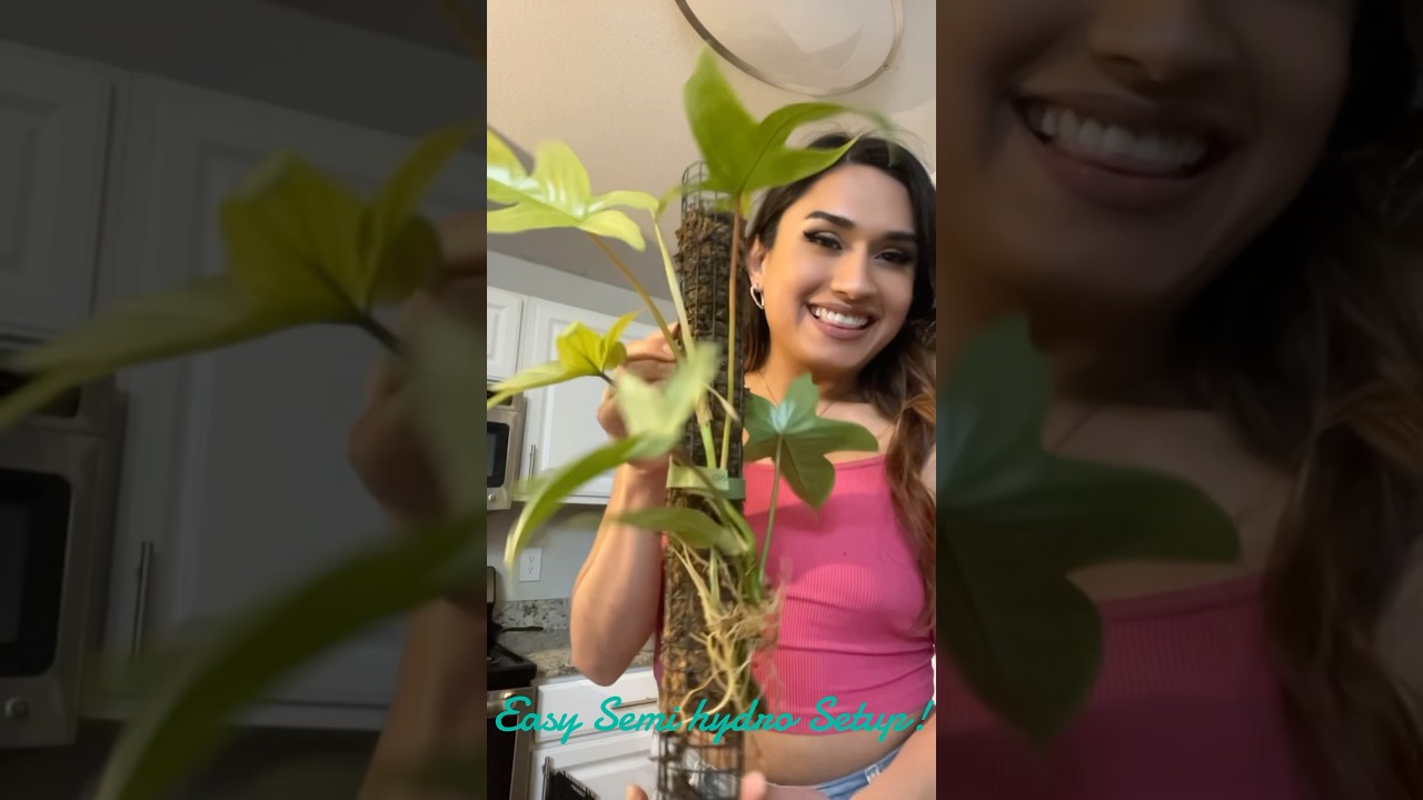 Easy Semi Hydro Set up #semihydro #leca #rareplants #mosspole #repotting #plants