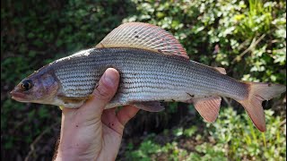 Форель, хариус и зачетная щучка на ультралайт. Рыбалка на малой реке