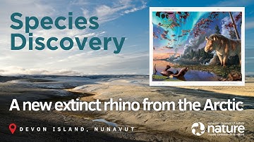 Discovery of an extinct rhino from Canada’s High Arctic