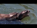 River Otter Mating