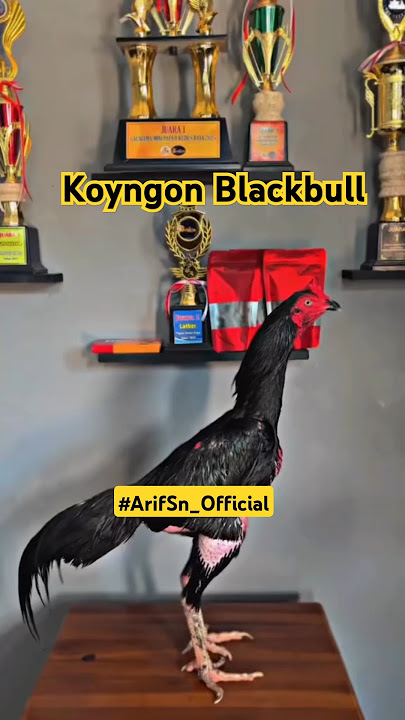 Ayam Koyngon blackbull..#ayampakhoy #ayambangkok #ayamkoyngon #kontenkreator #fyp