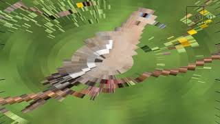 Interesting facts about white winged dove by weird square