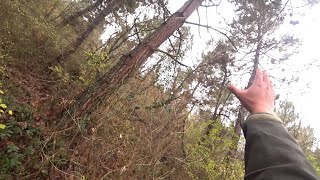 Zeka Küpü Ki̇ra ❤️Caccia Alla Beccaccia. Çulluk Avları. Woodcock Hunting.chasse  La Bécasse.