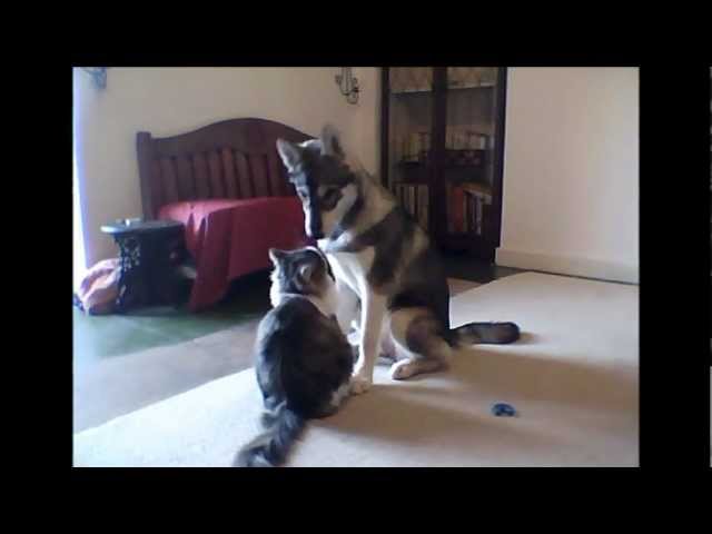 are tamaskan dogs good with cats