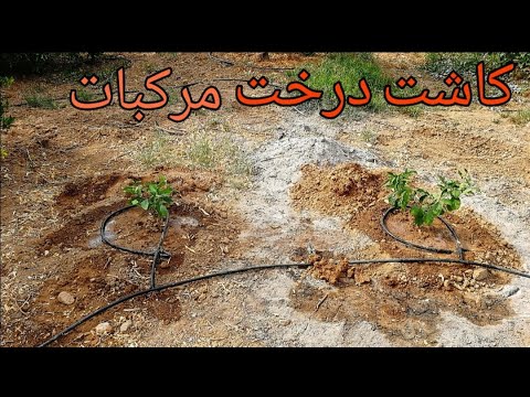 تصویری: پرتقال از کجا آمده است؟