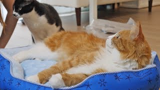 We bought stuff for our cats again
★Cat Merch! https://crowdmade.com/collections/junskitchen
- We bought stuff for our cats again because they deserve it
★ Patreon! http://patreon.com/junskitchen
►FOLLOW US ε=┌( ・д・)┘
Our Japan channel ⇀ https://www.youtube.com/RachelandJun
Juns Kitchen ⇀ https://www.youtube.com/JunsKitchen
Twitch ⇀ https://www.twitch.tv/rachelandjun
Twitter | Instagram *@RachelandJun*
►EQUIPMENT (Amazon affiliates links) _〆(・∀ ・ )
Camera ⇀ GH5 (http://amzn.to/2GJWsN2)
Vlog camera ⇀ RX100 V (http://amzn.to/2DYBZSI)
Editing program ⇀ Vegas Pro 15 (http://bit.ly/RnJVEGAS)
►MUSIC ♪♪(o*゜∇゜)o~♪♪
Music from Epidemic Sound: http://share.epidemicsound.com/rDvsz
Life has no limits! Get out there and do something new today!
*・゜゚・*:.。..。.:*・ヽ(*^▽^*)ノ・*:.。. .。.:*・゜゚・* We bought stuff for our cats again