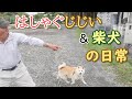 はしゃぐじいちゃんと柴犬の日常