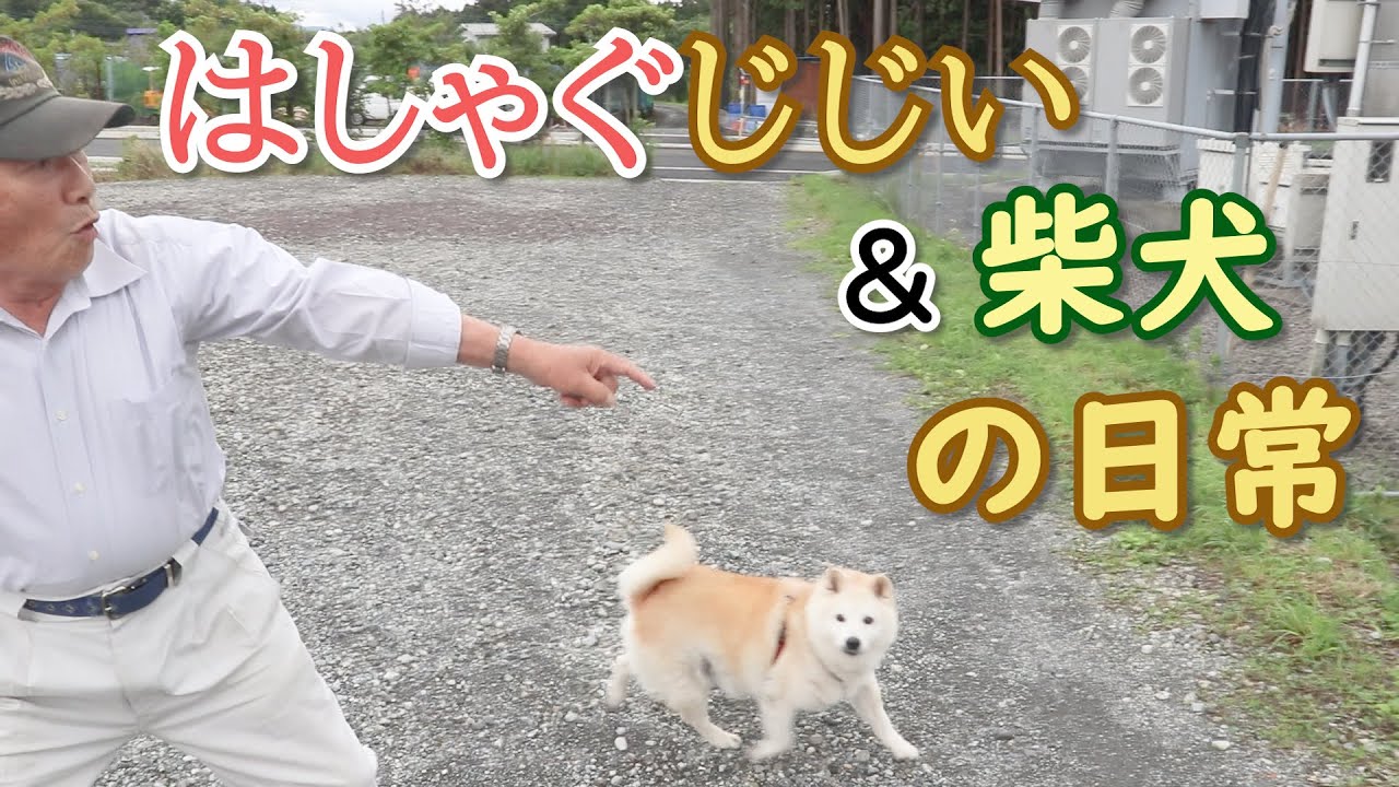 軽トラに乗って散歩に出発 おじいちゃんと相思相愛な柴犬のほのぼの日常がめちゃ尊い 動画 柴犬ライフ Shiba Inu Life