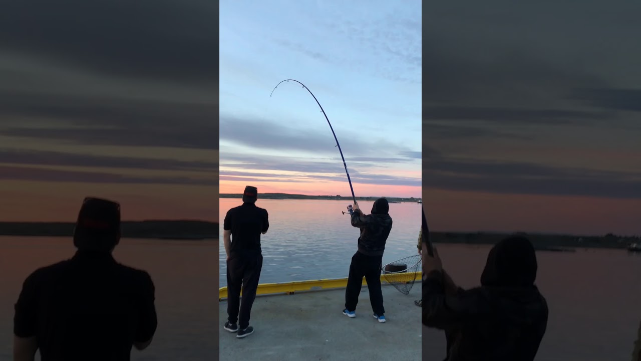 Huge Halibut Fishing Norway YouTube